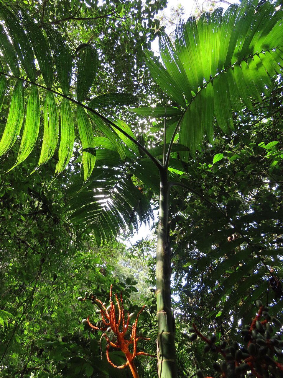 Chamaedorea tepejilote — search result for 'Chamaedorea'