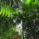 Chamaedorea tepejilote