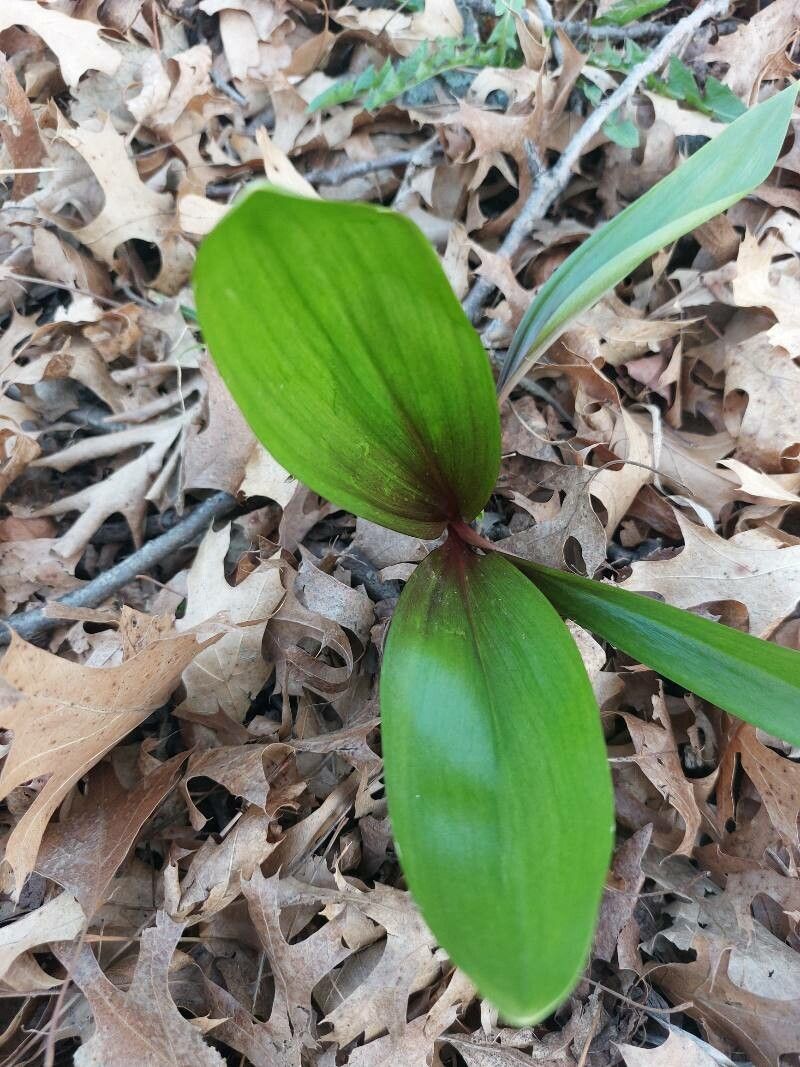 Allium tricoccum leaf