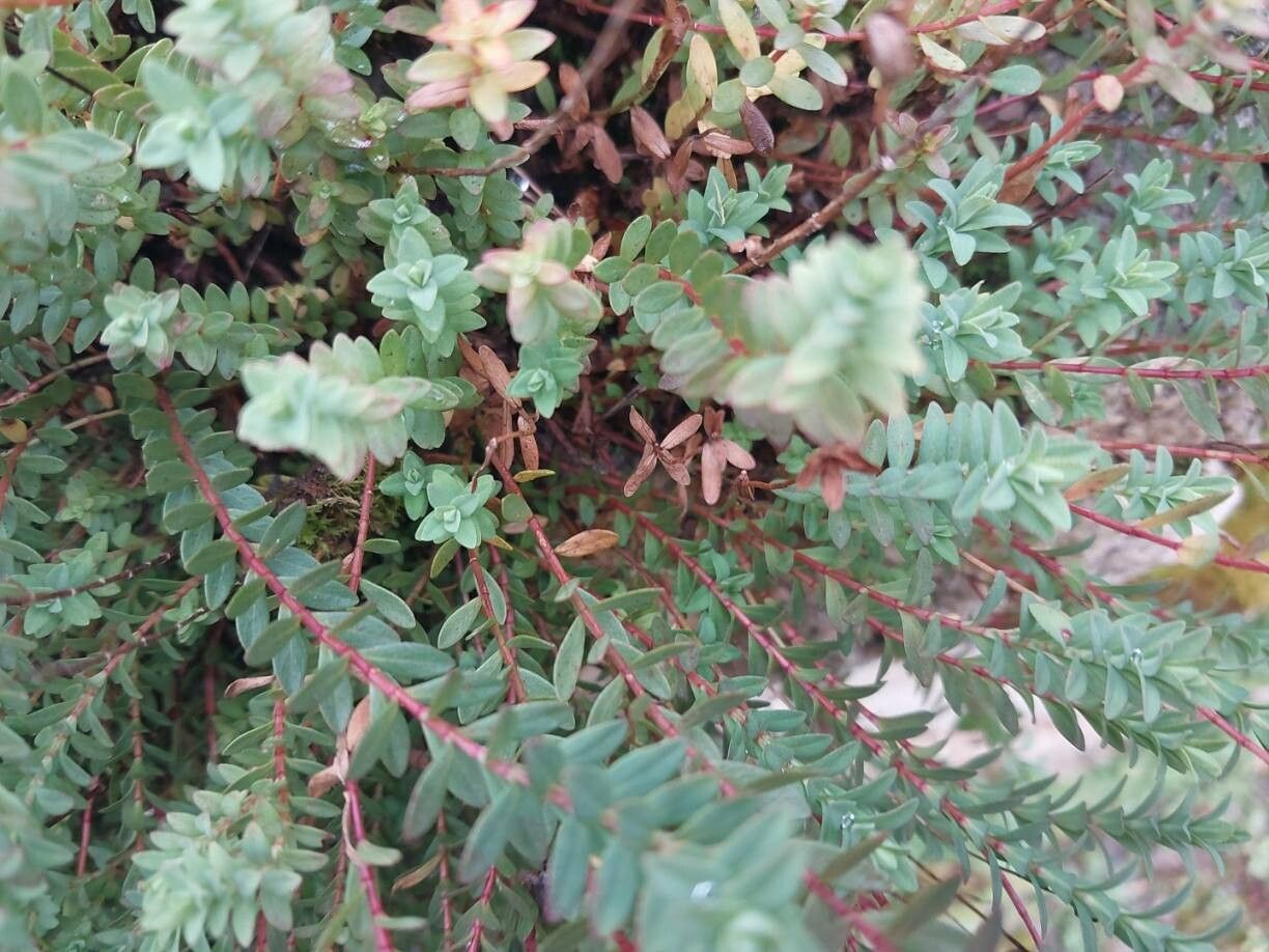 Hypericum lanuginosum other