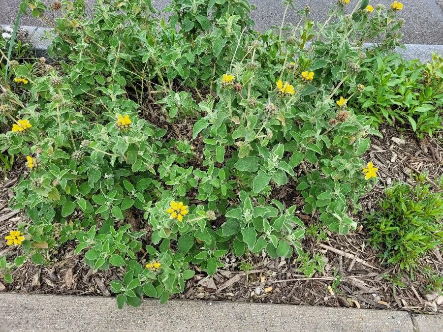 Phlomis floccosa habit