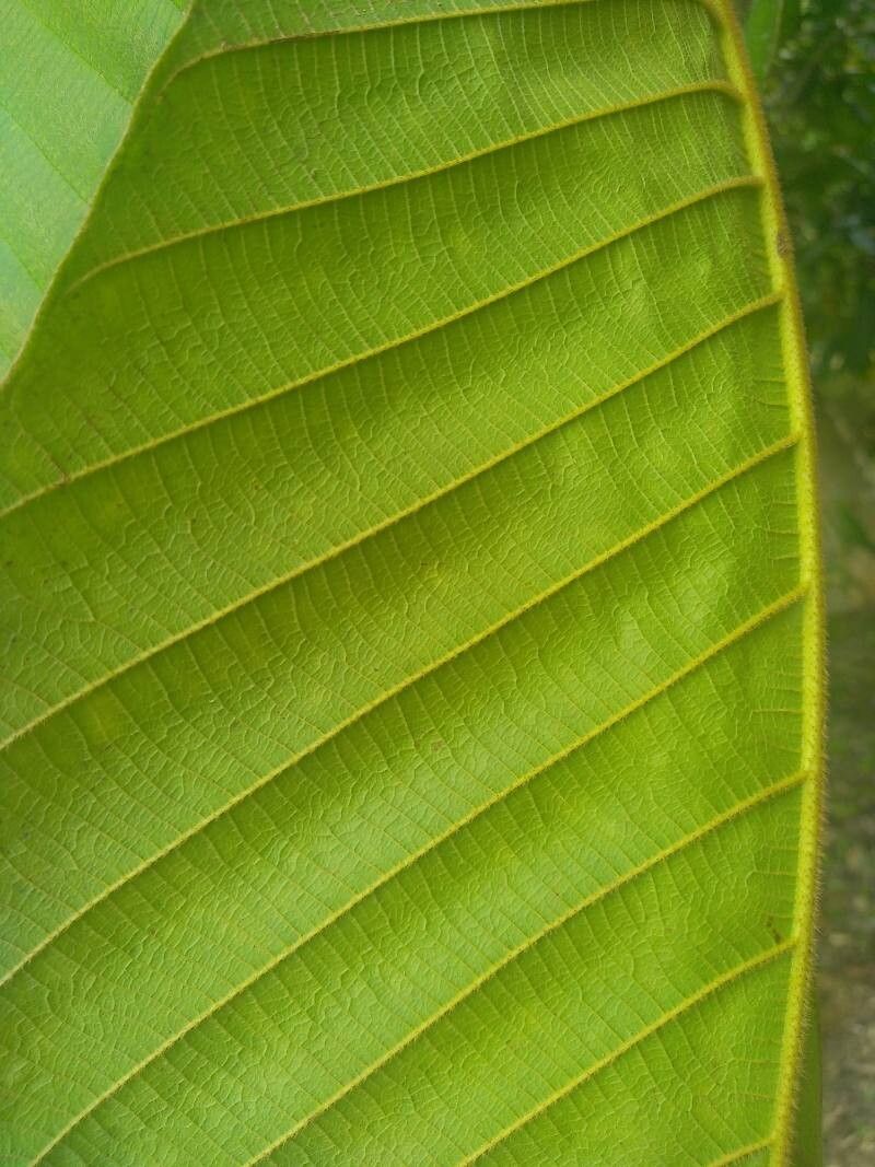 Dipterocarpus confertus leaf