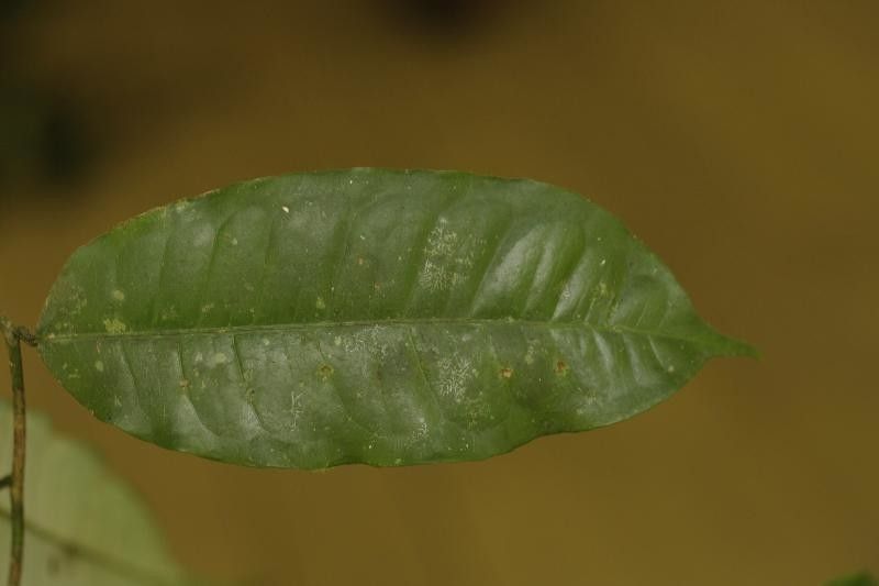 Mabea piriri leaf