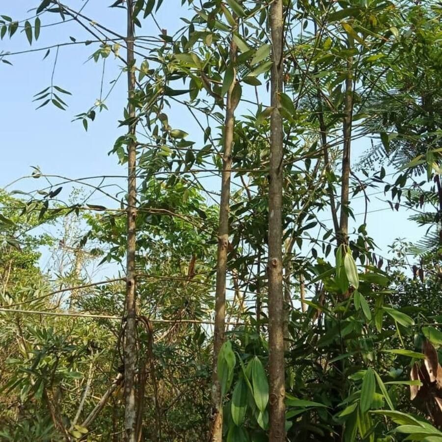 Agathis dammara bark