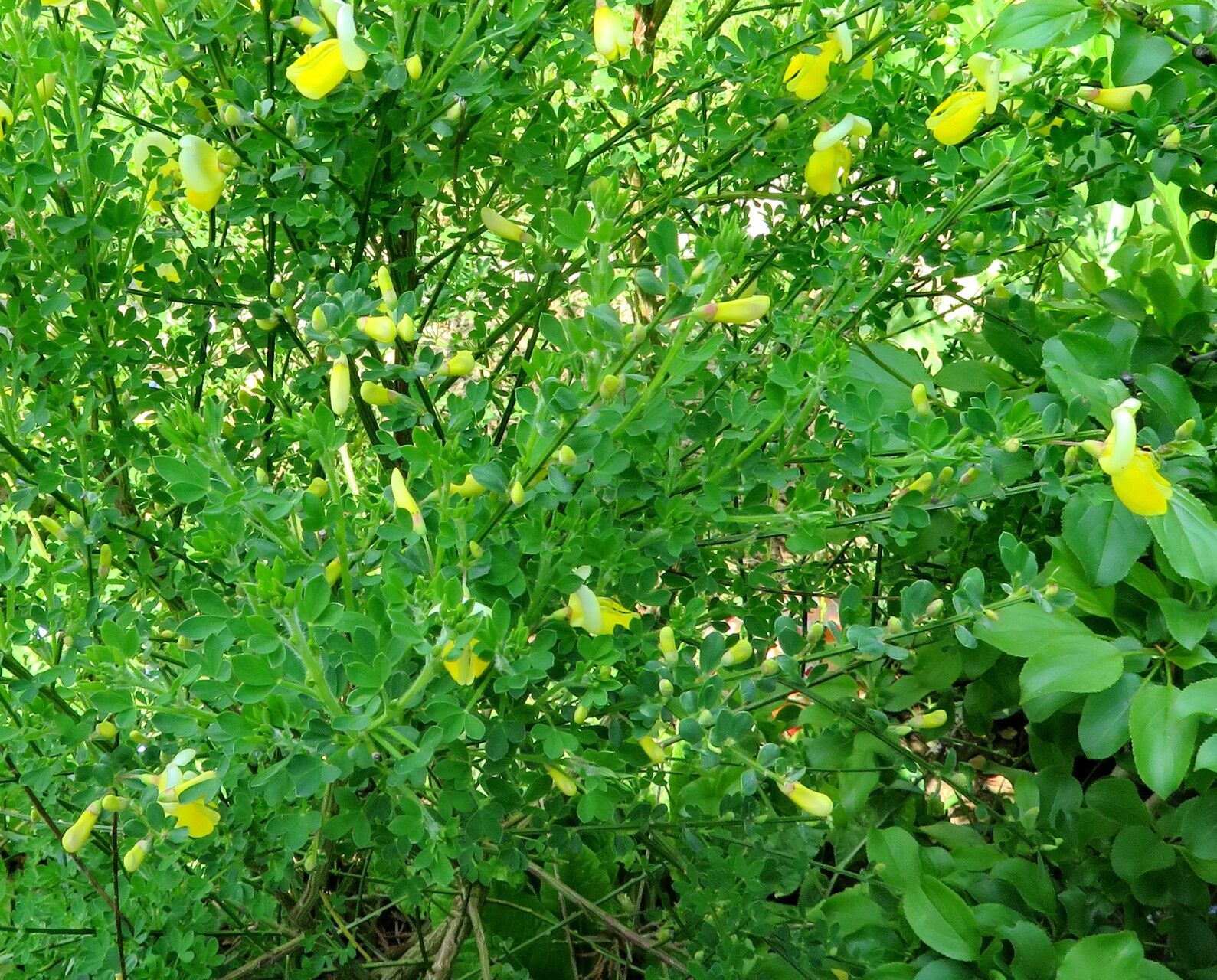 Cytisus grandiflorus habit