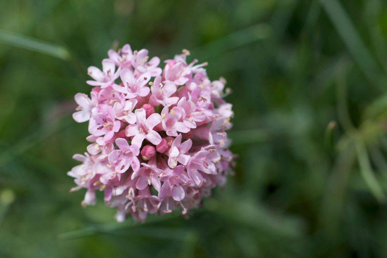 Armeria bubanii flower