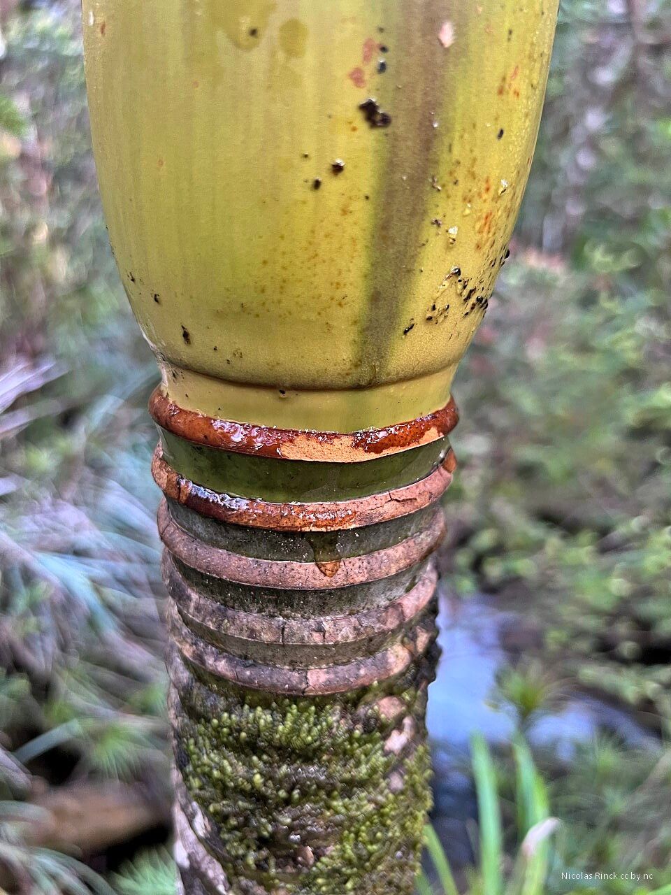 Basselinia sordida bark