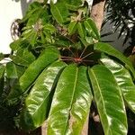 Schefflera actinophylla