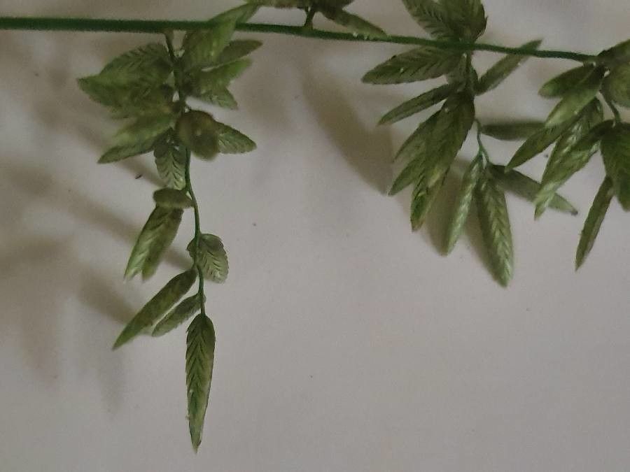 Eragrostis cilianensis fruit