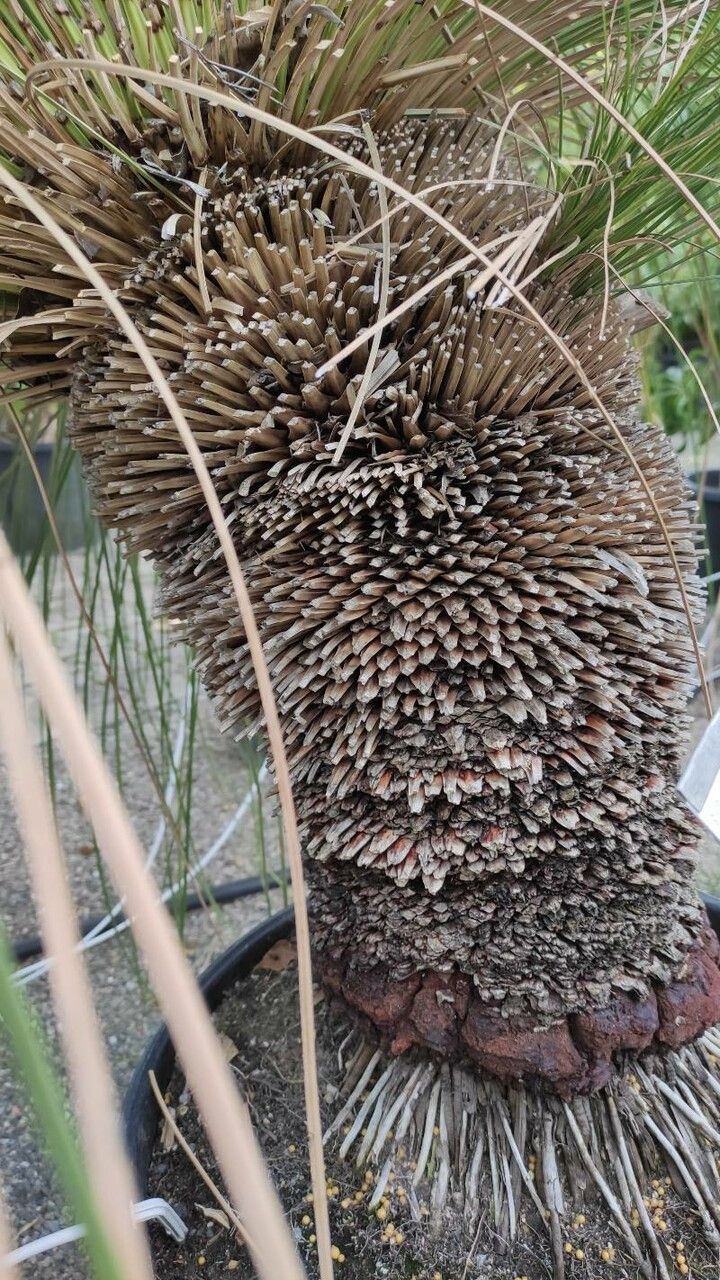 Xanthorrhoea quadrangulata bark