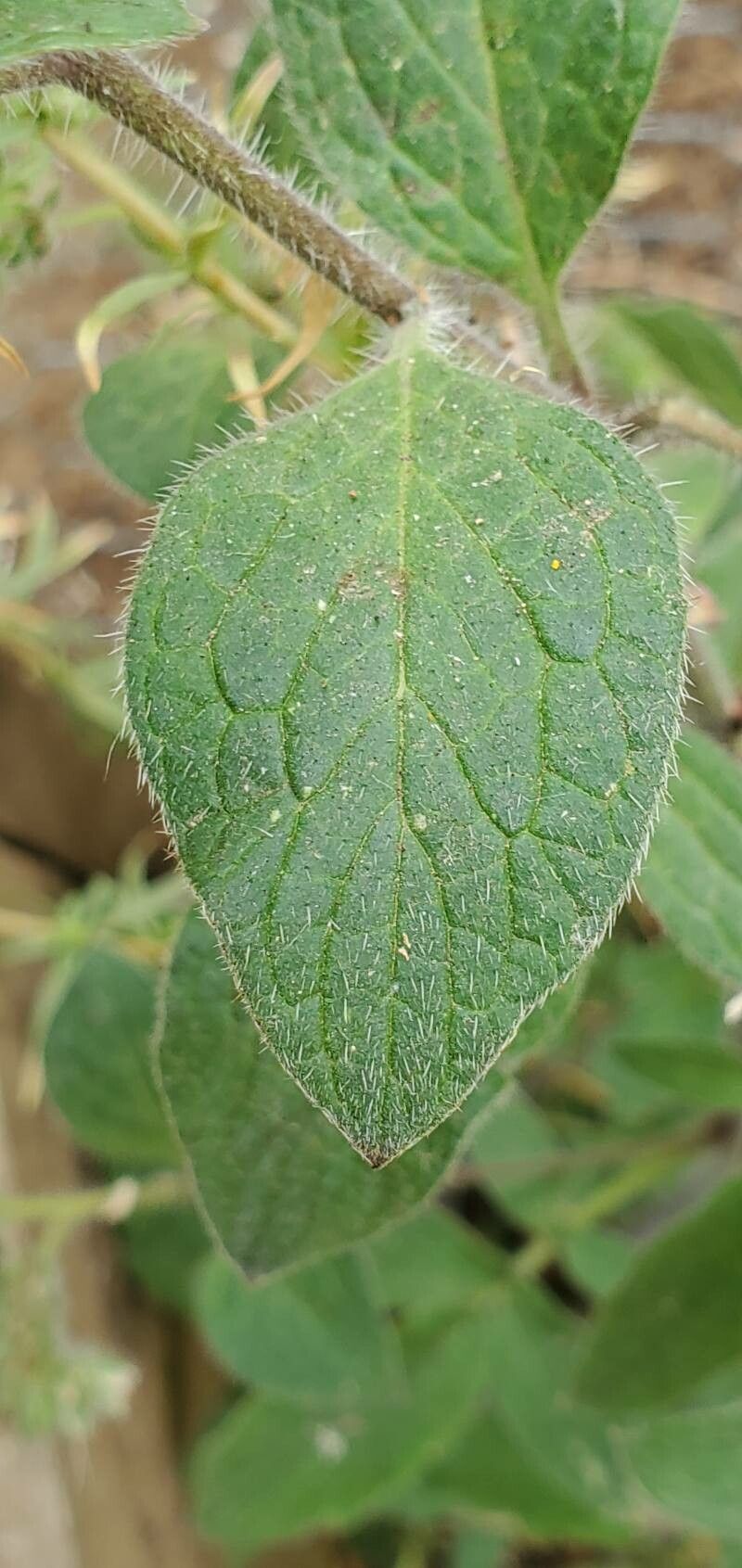 Phacelia nemoralis leaf