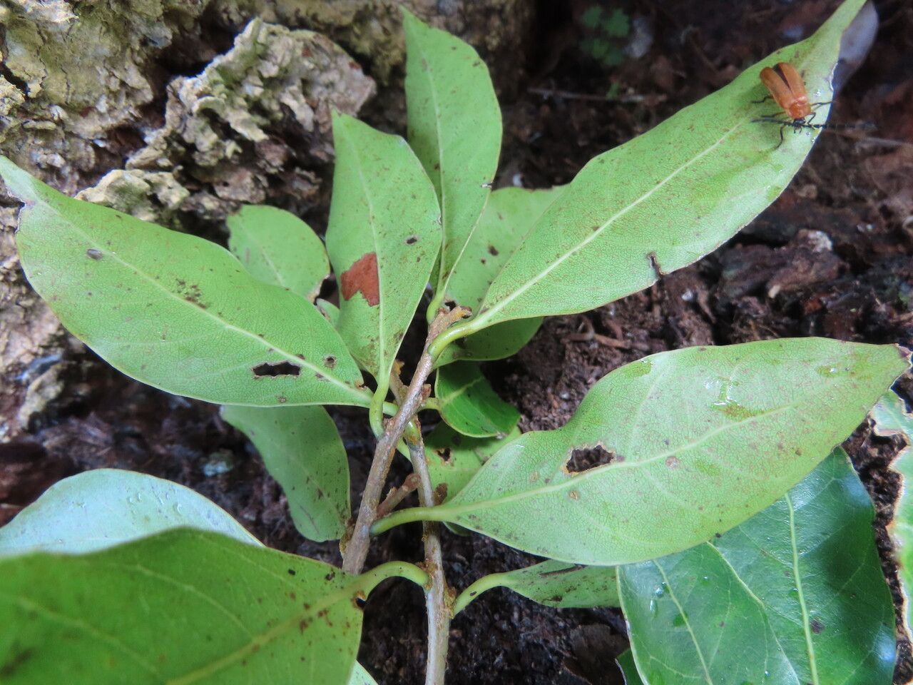 Pouteria exfoliata leaf