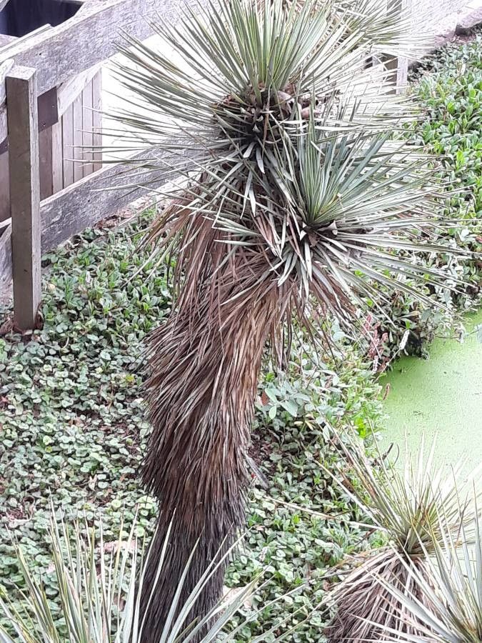 Yucca thompsoniana leaf