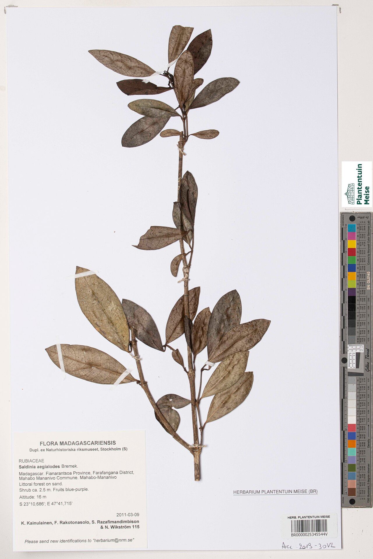 Saldinia aegialodes — related species from the same genus