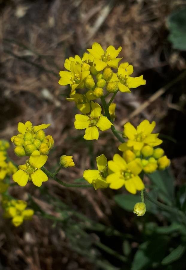 Aurinia petraea — related species from the same genus