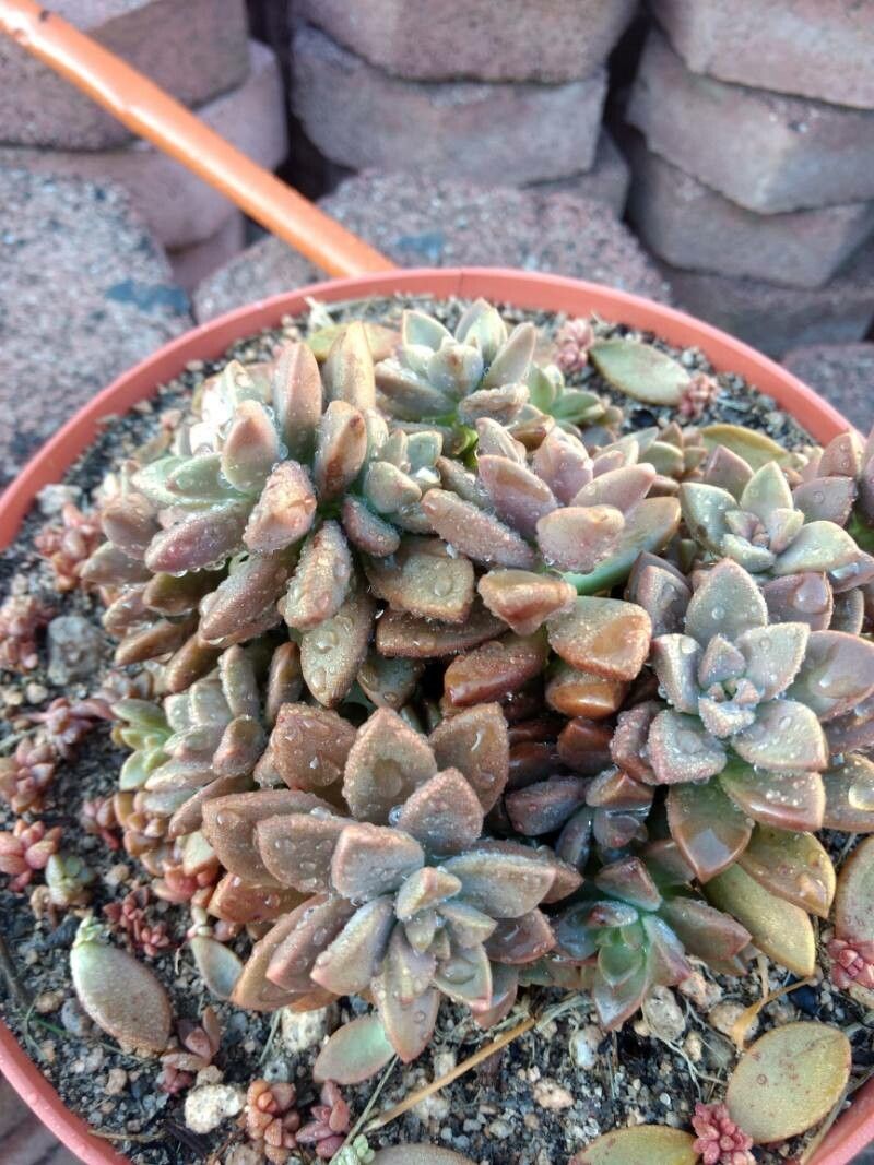 Sedum × amecamecanum — houseplant care guide