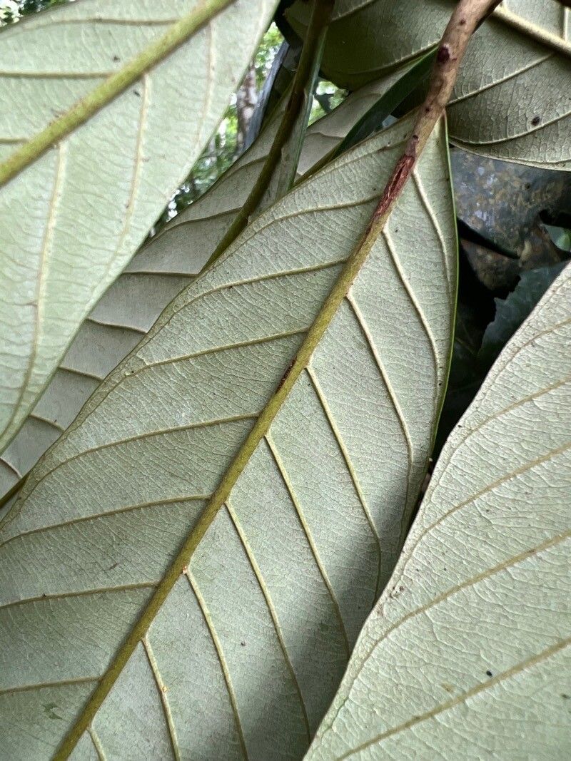 Chrysophyllum boukokoënse leaf