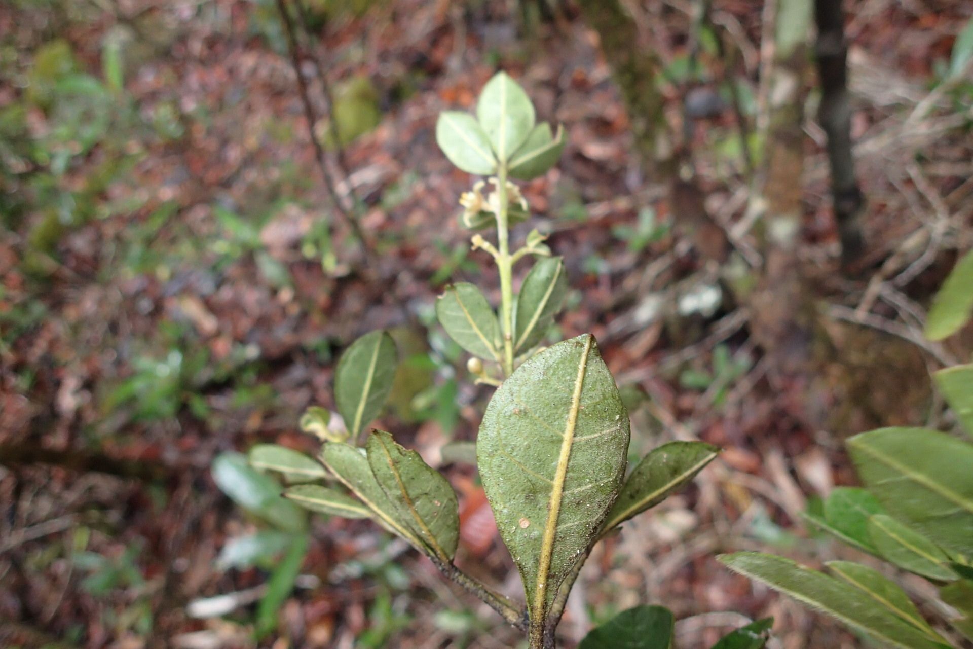 Melicope vieillardii habit