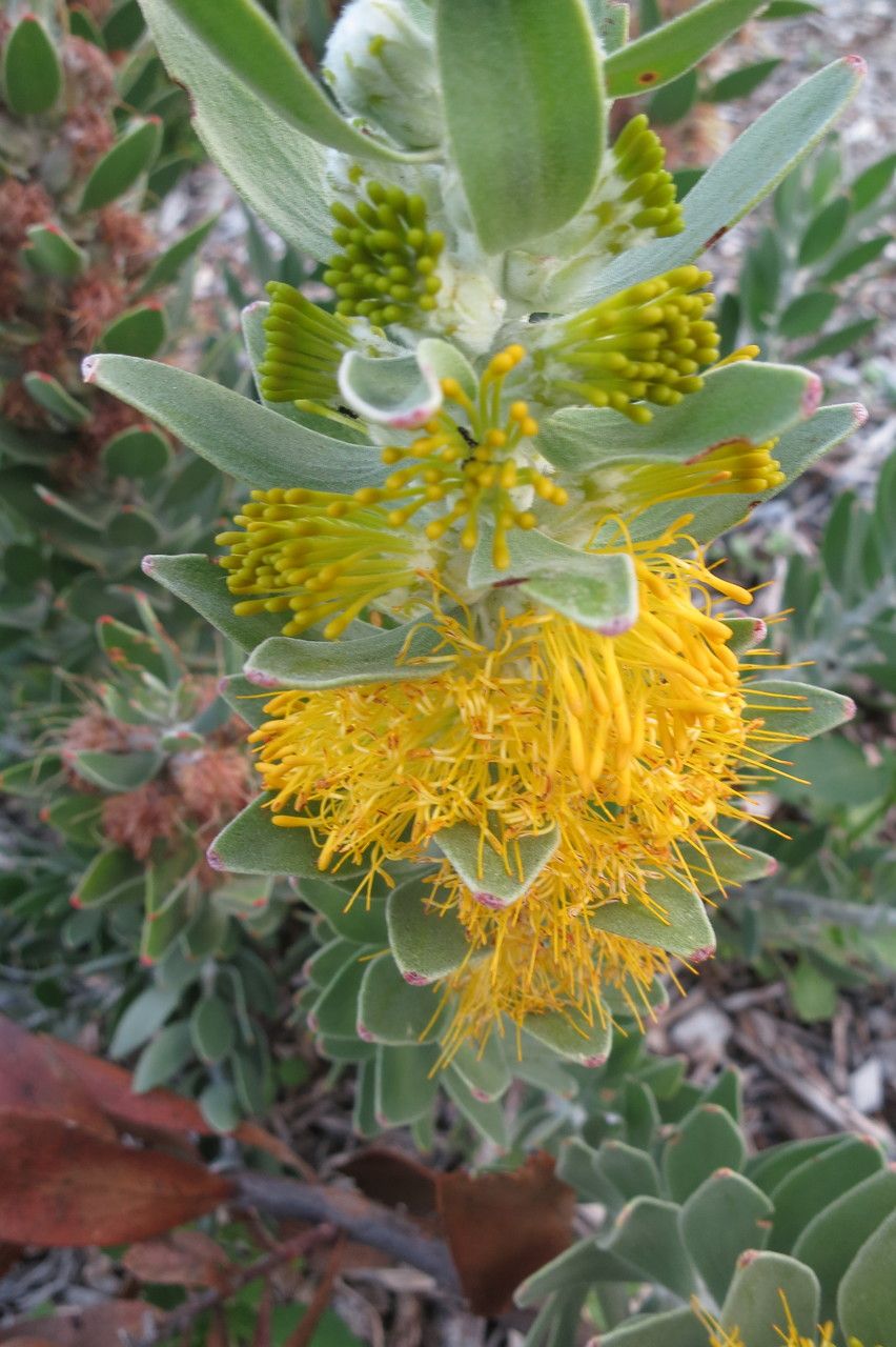 Mimetes chrysanthus other