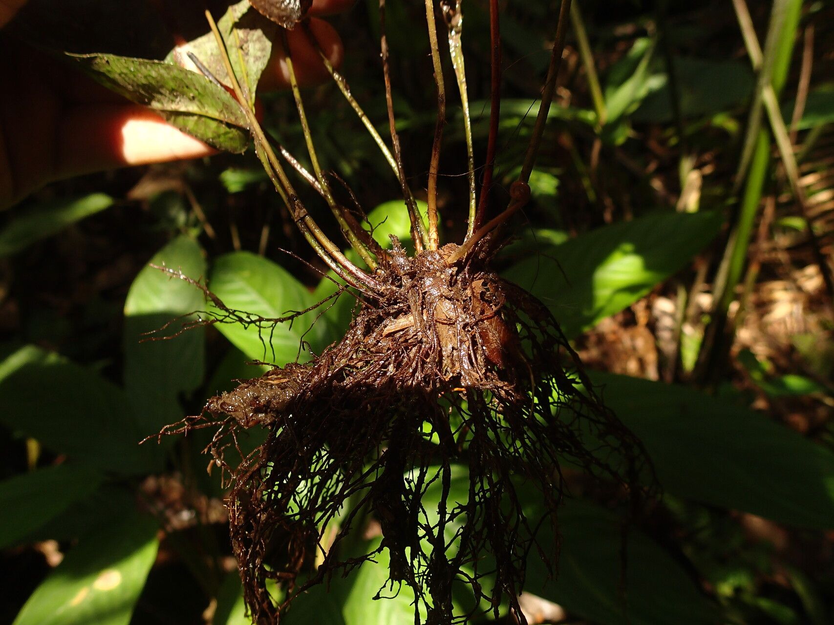 Pteris commutata other