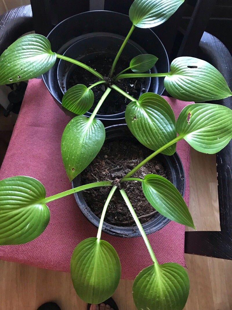 Hosta × tardiva — search result for 'Hosta'