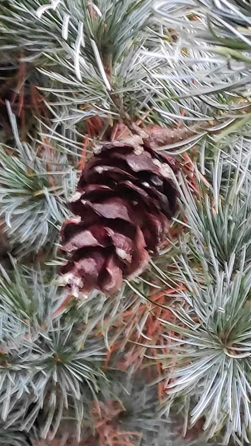 Pinus parviflora fruit