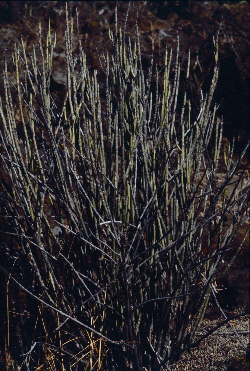 Euphorbia antisyphilitica bark