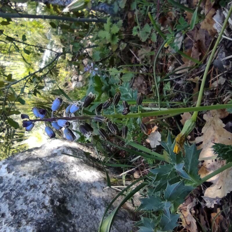 Bellevalia dubia flower