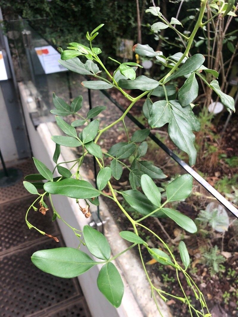 Jasminum odoratissimum — search result for 'Oleaceae'