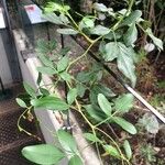 Jasminum odoratissimum