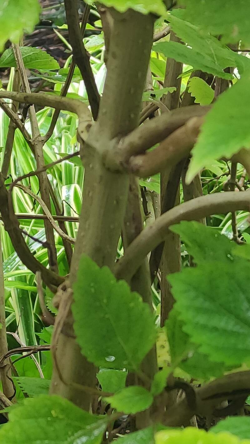 Plectranthus fruticosus bark