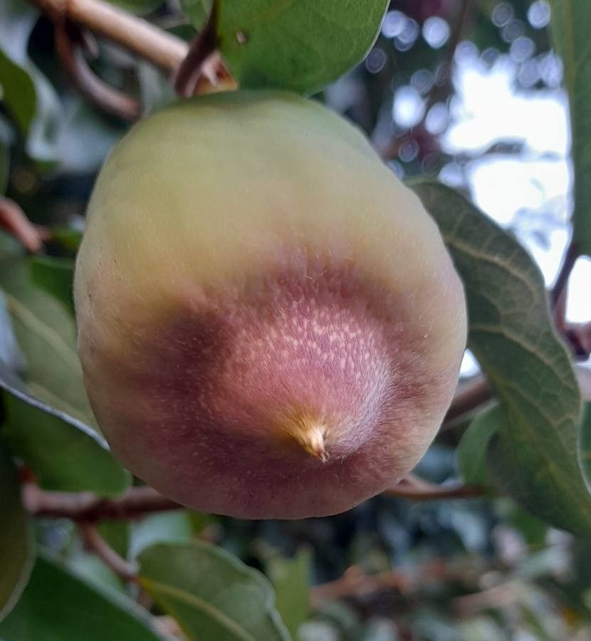 Ficus repens fruit