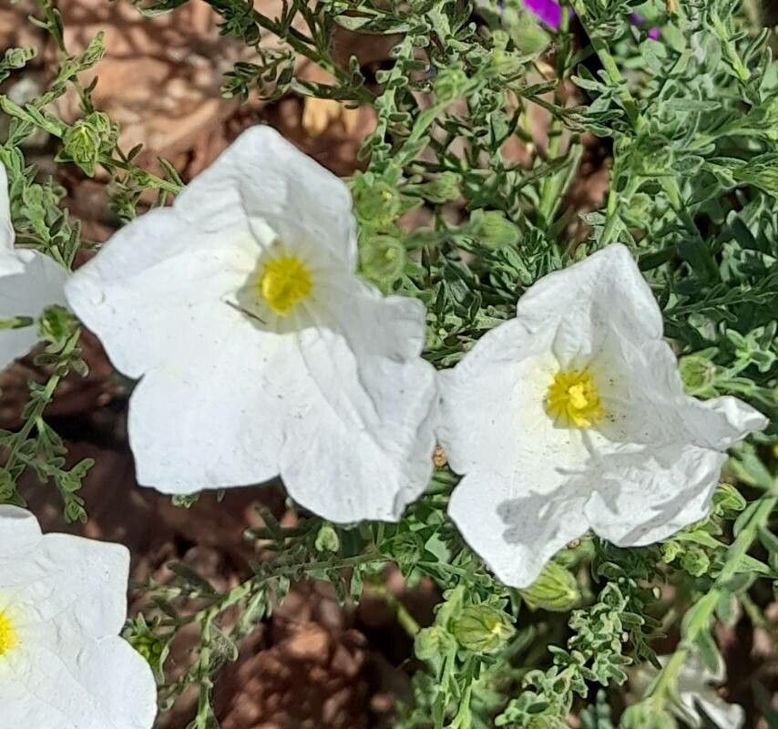 Nierembergia ericoides