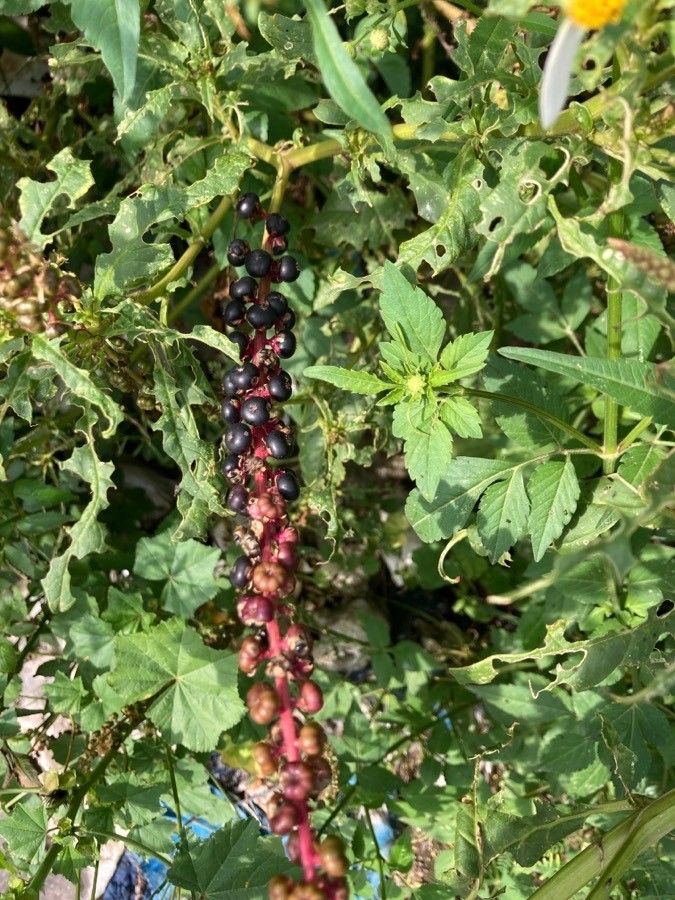 Phytolacca icosandra fruit