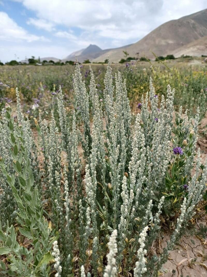 Artemisia frigida habit