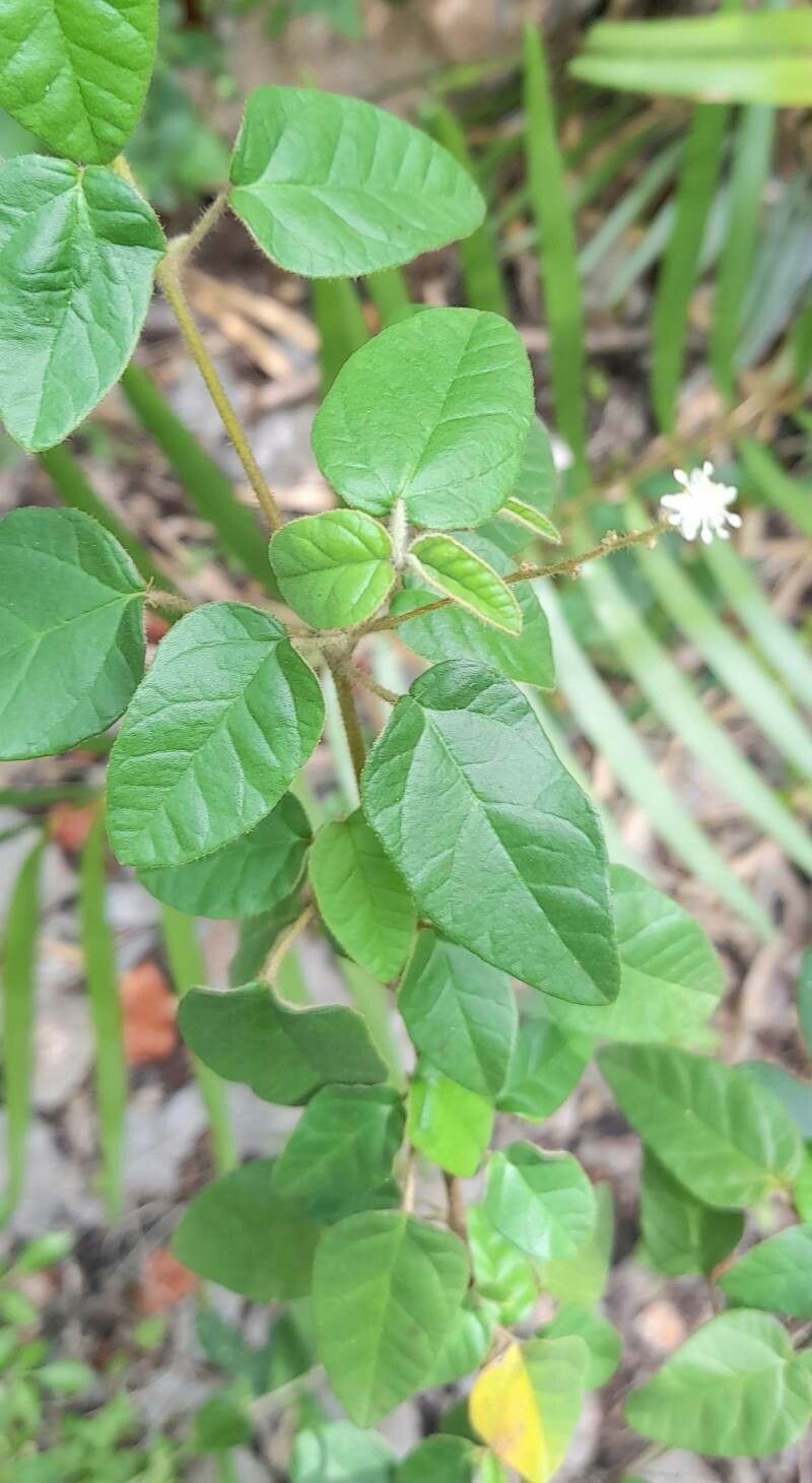 Croton humilis habit