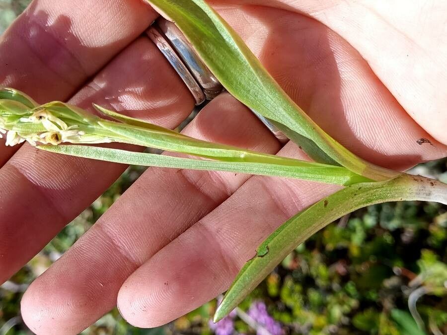 Platanthera hyperborea leaf