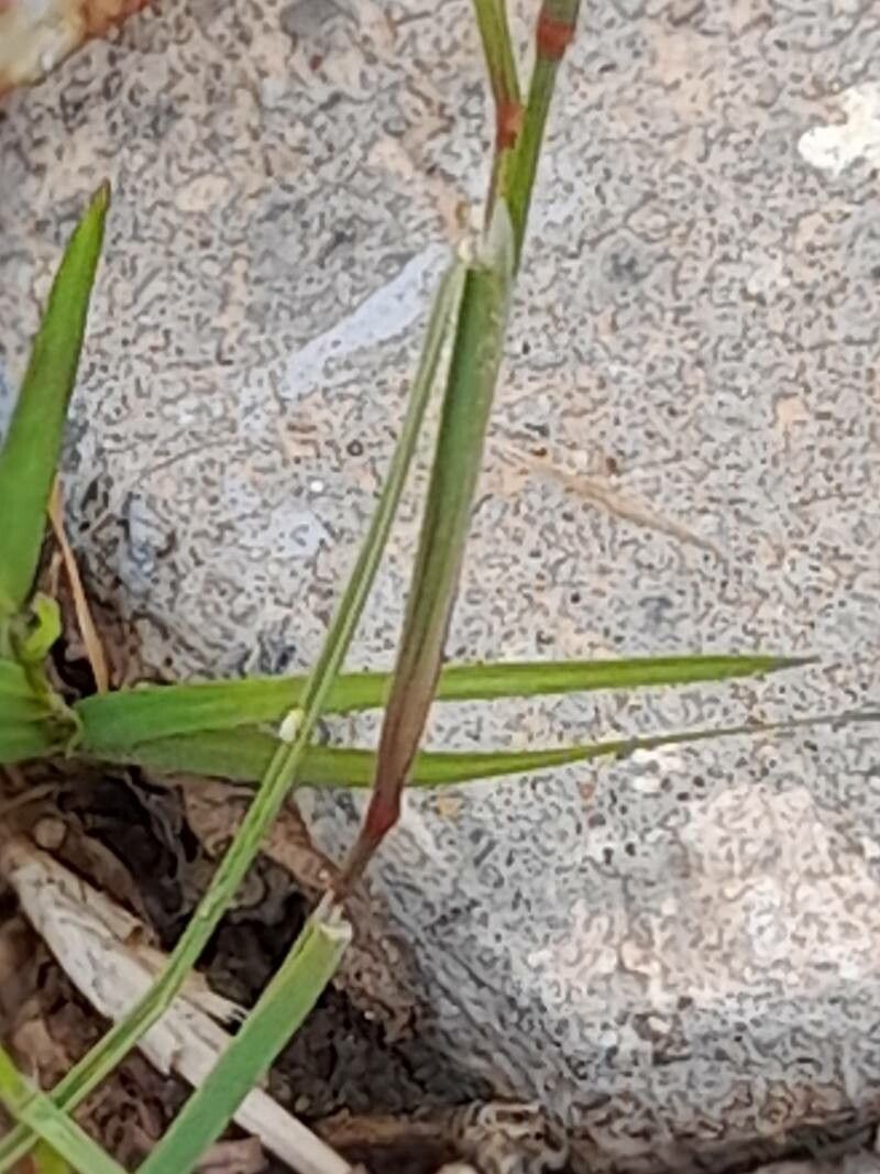 Cutandia dichotoma bark