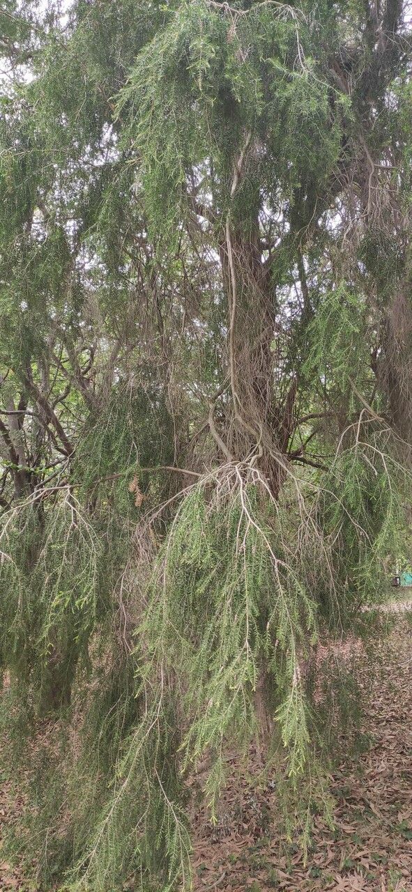 Melaleuca decora habit