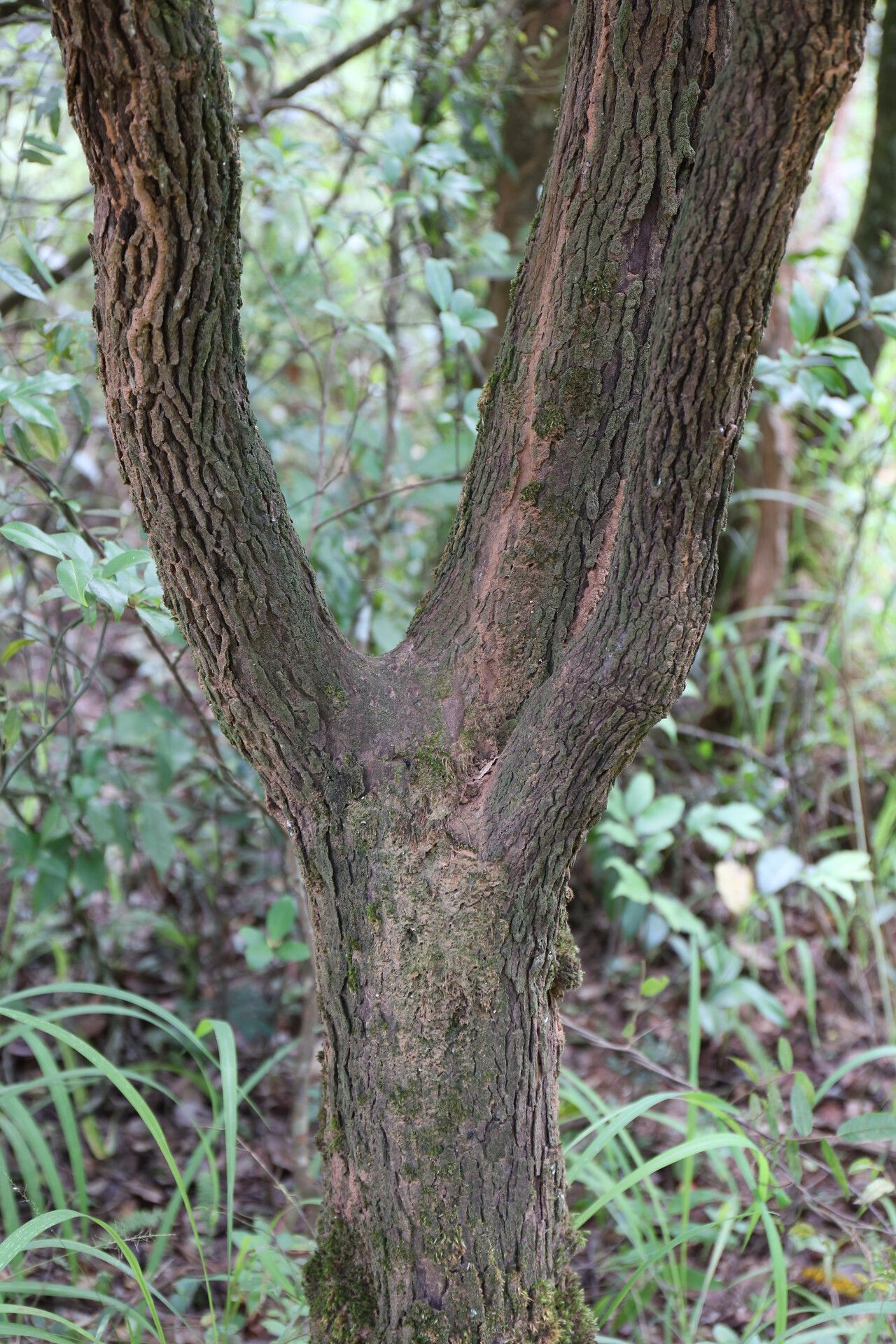 Memecylon flavovirens bark