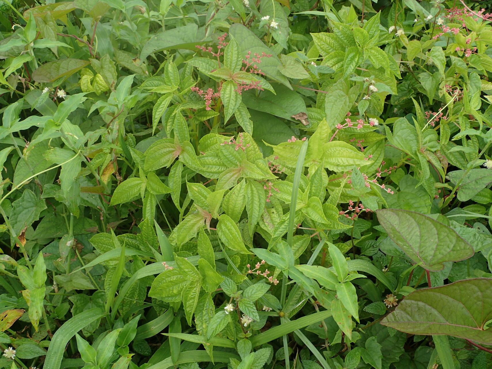Pilea corymbosa habit