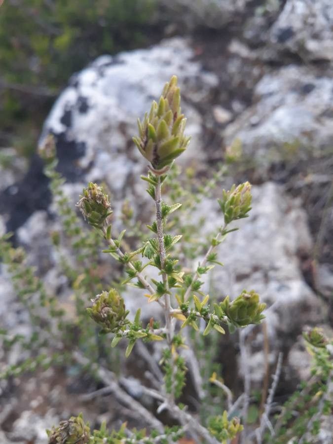 Thymbra capitata fruit