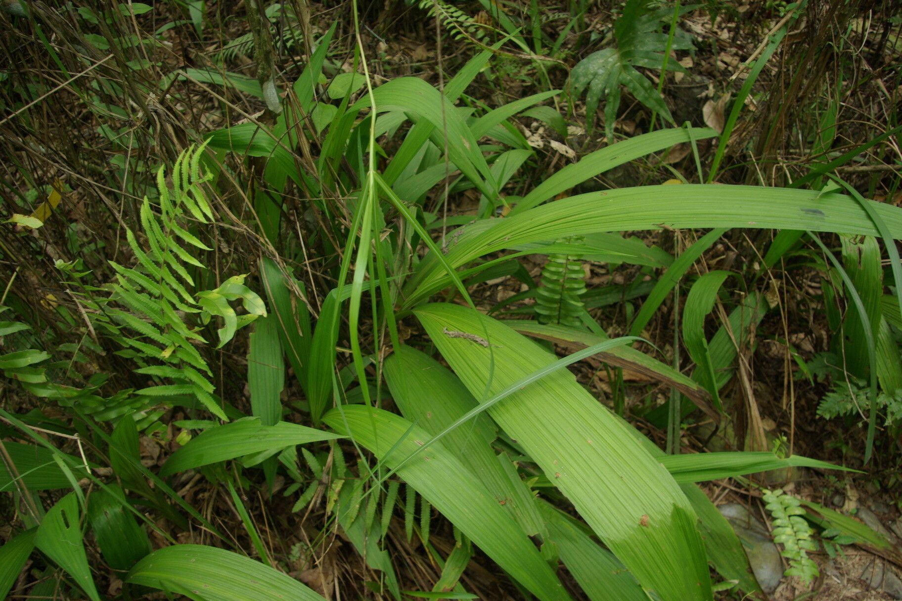 Asplenium longissimum leaf