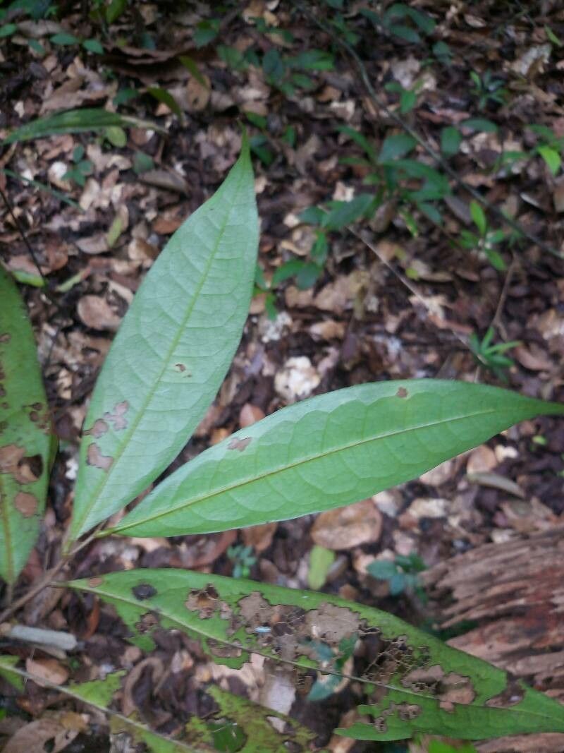 Duguetia calycina leaf