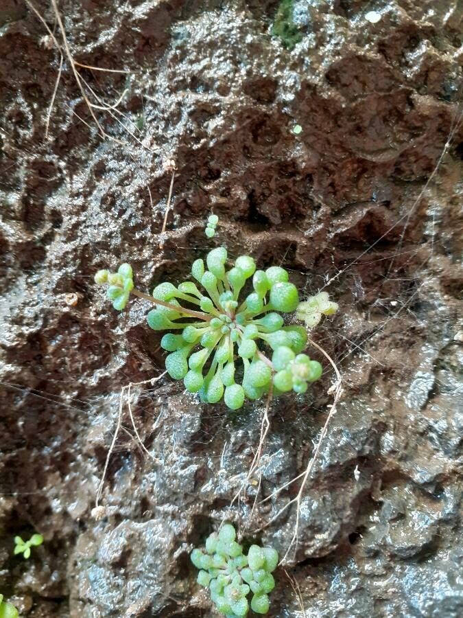 Sedum fragrans — houseplant care guide