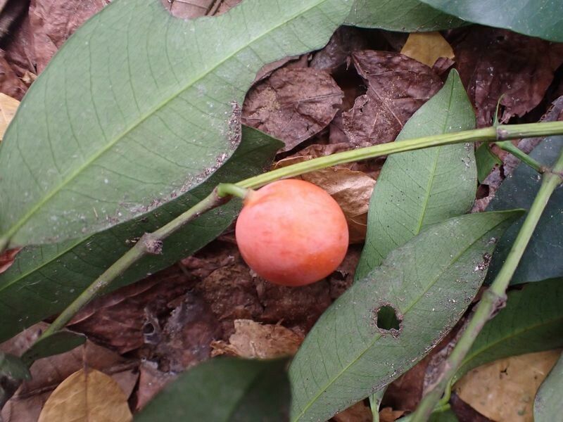 Garcinia ovalifolia fruit