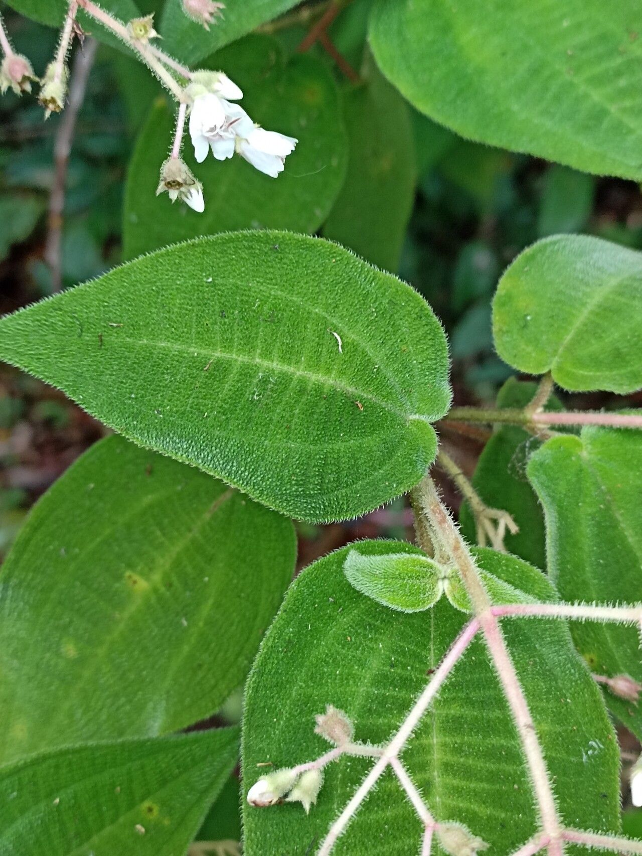 Miconia bullatifolia — houseplant care guide