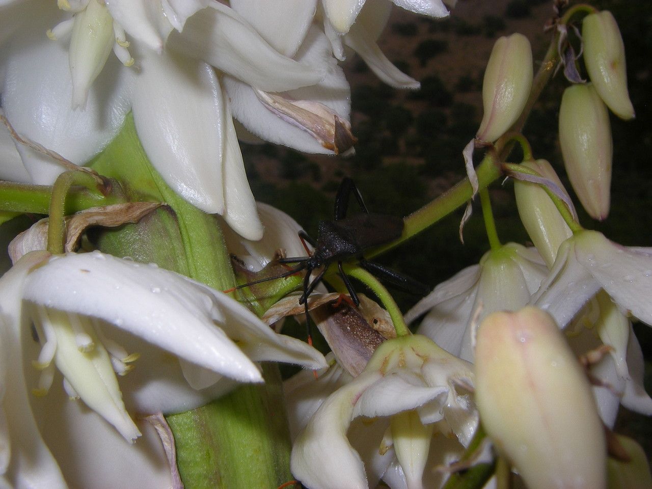Yucca madrensis flower