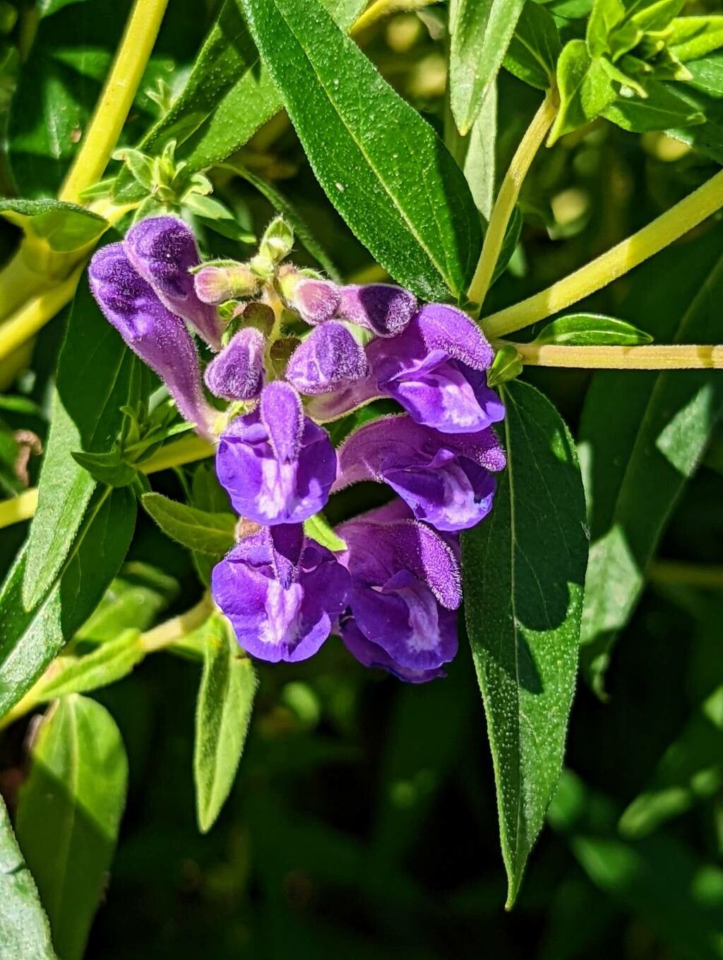 Scutellaria baicalensis flower