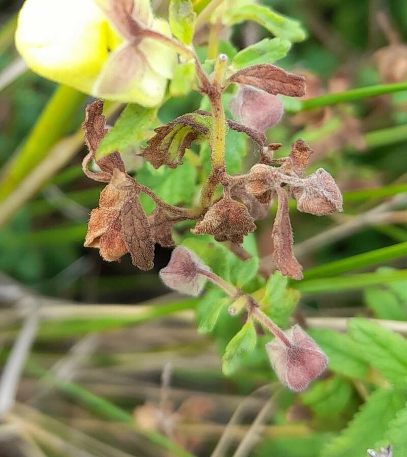 Calceolaria parvifolia other